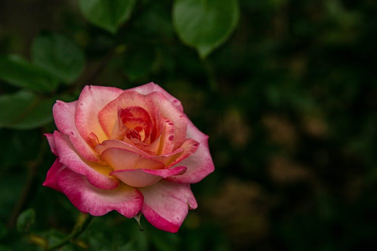 A Pink Rose In Bloom