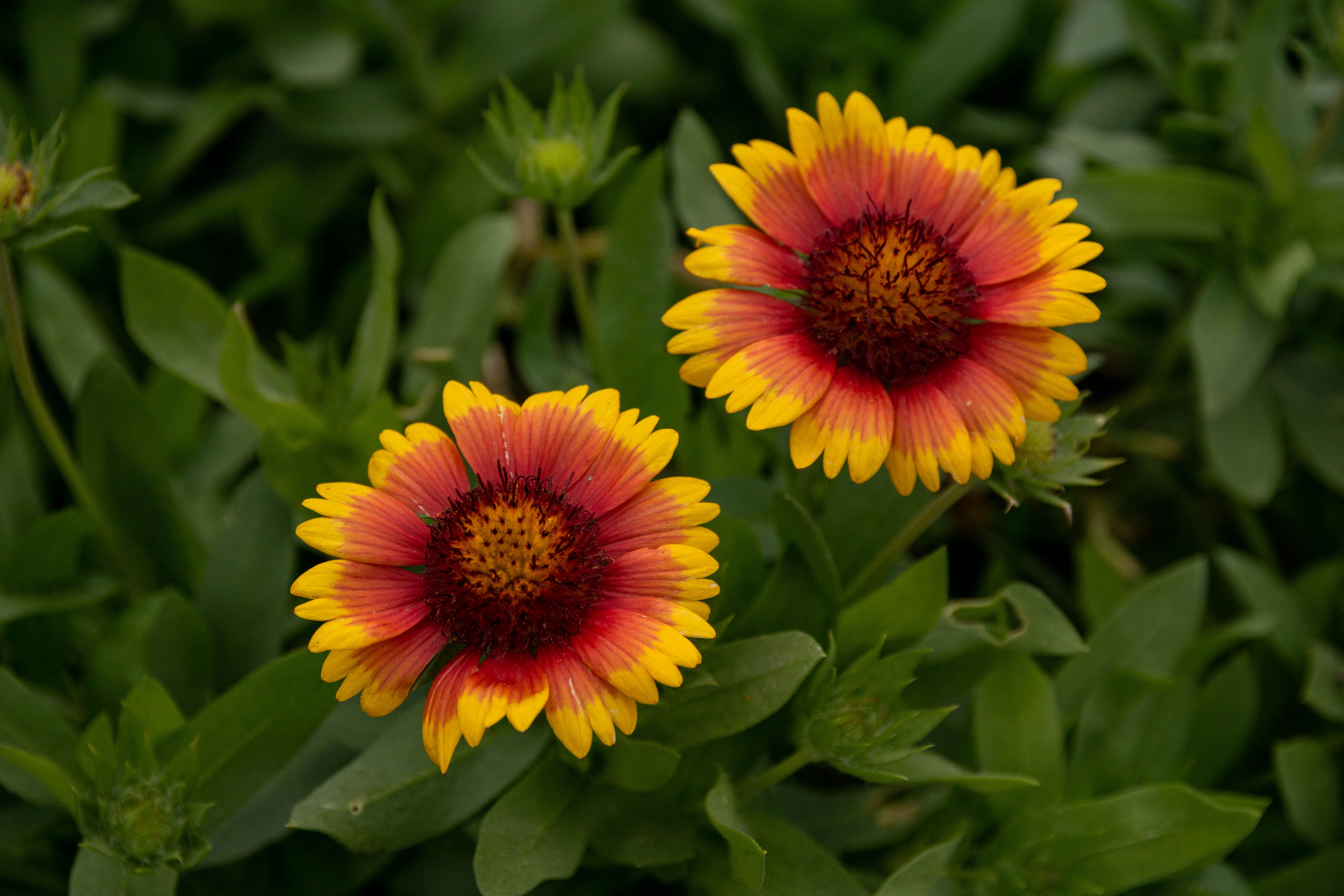 Blanket Flower (Gaillardia)