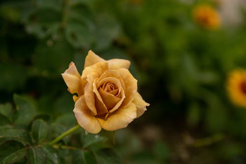 Gratis lagerfoto af blomst, delikat, flora