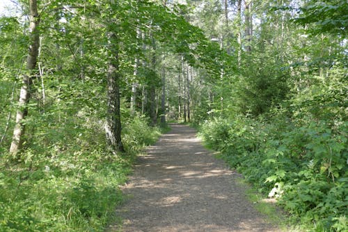 Free stock photo of forest, summer, trail