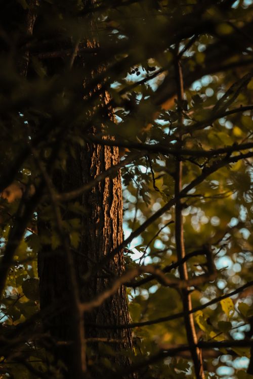 Free A close-up view of a sunlit tree trunk surrounded by dense branches and foliage, creating a serene forest ambiance. Stock Photo