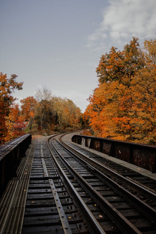 Train Track between Trees