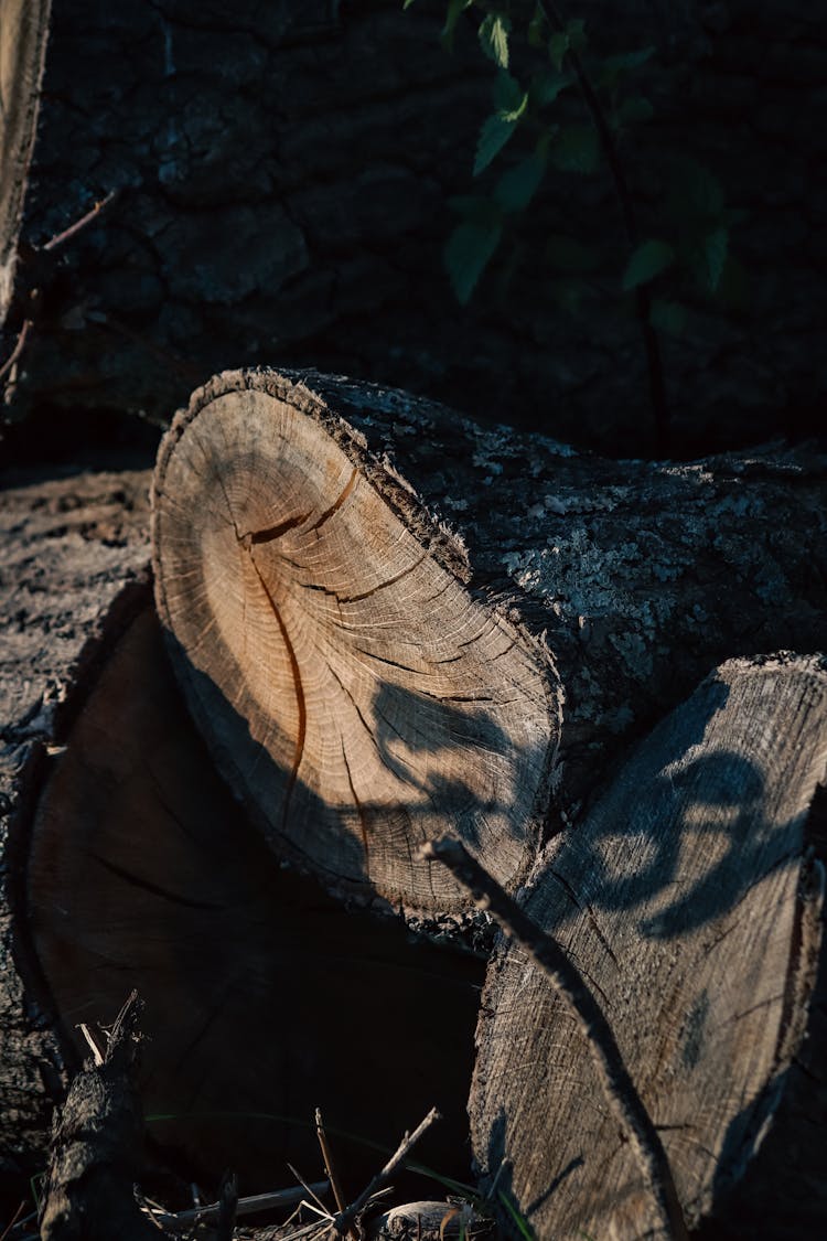 Chopped Tree Trunk