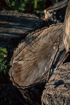 Detailed close-up of a chopped wooden log revealing its rough texture and natural brown coloration.
