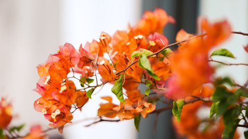 Free Stunning close-up of vibrant orange bougainvillea flowers showcasing delicate petals. Stock Photo