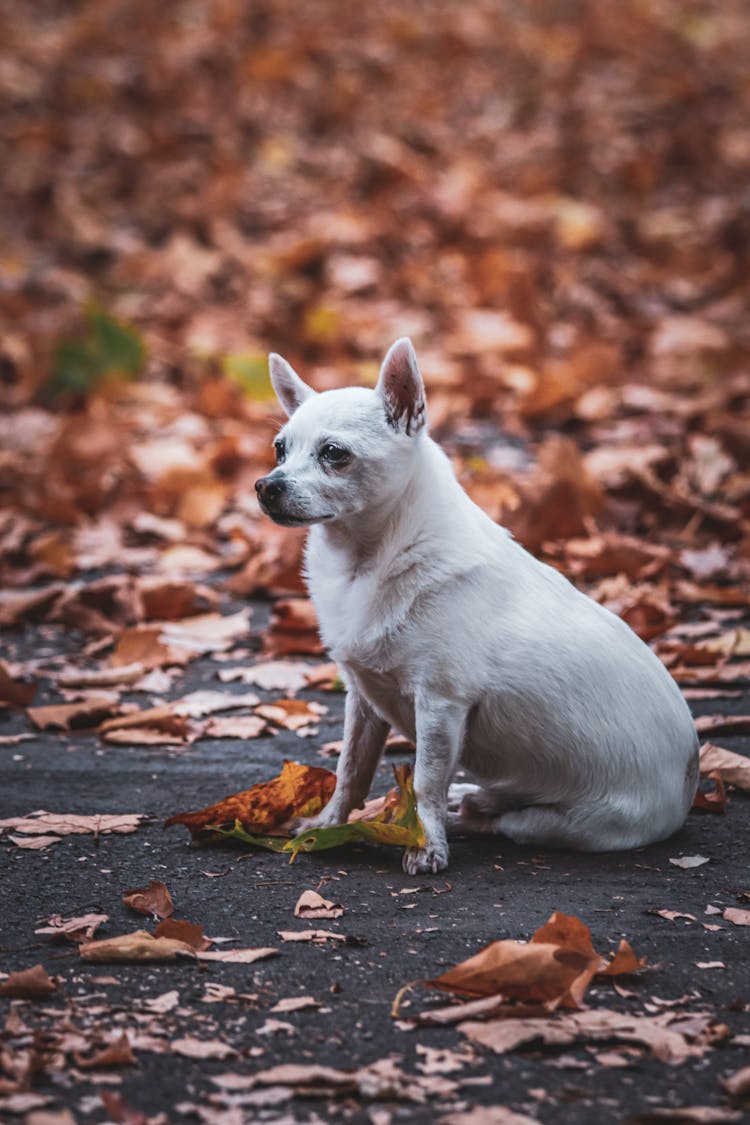 A White Chihuahua Near Brown Dried Leaves