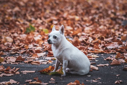 A White Chihuahua Dog Near Brown Leaves