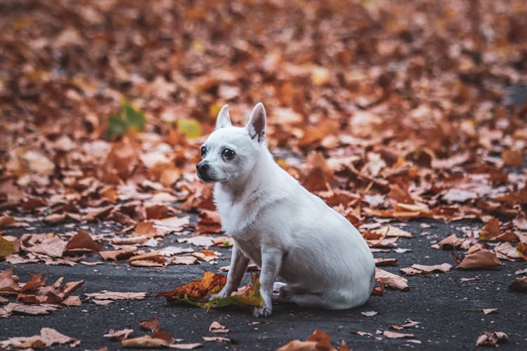 A White Chihuahua Dog Near Brown Leaves