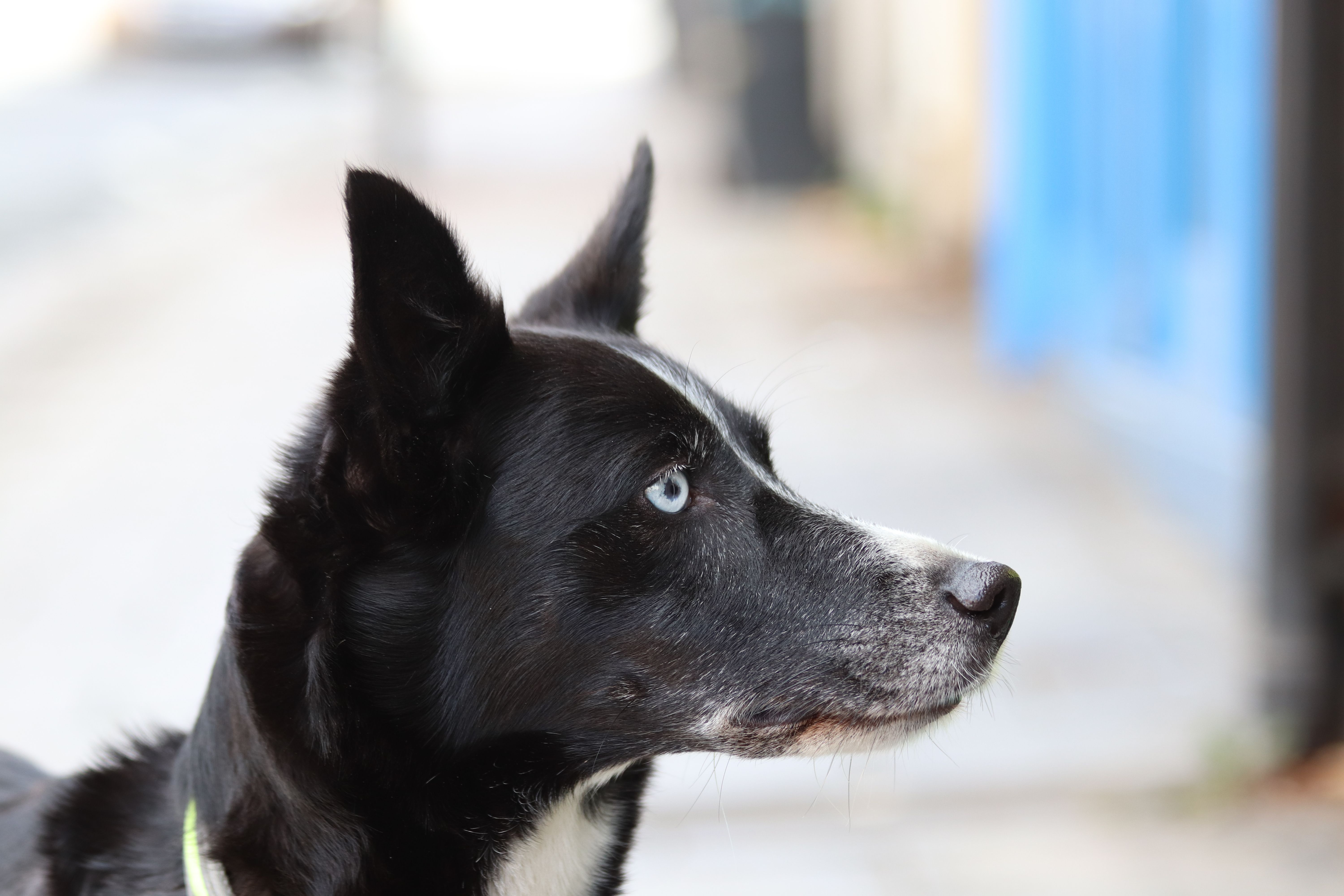 Man Walks 1,500 Miles to Adopt Border Collie-Husky Mix—Then Runs Out of Cash