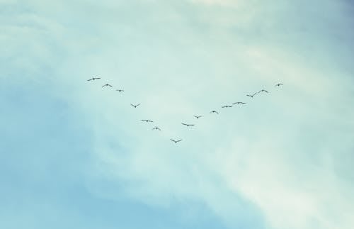 Flock of Birds on Blue Sky 