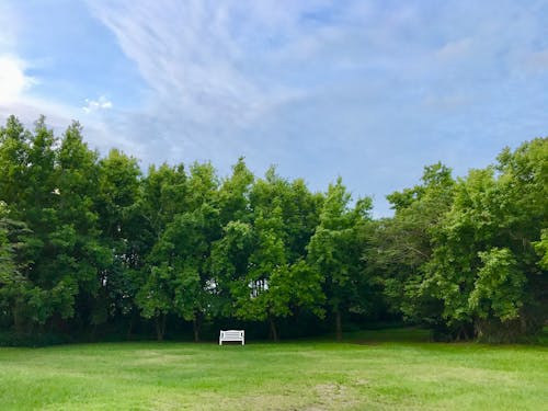 White Bench under Tree Line in Meadow