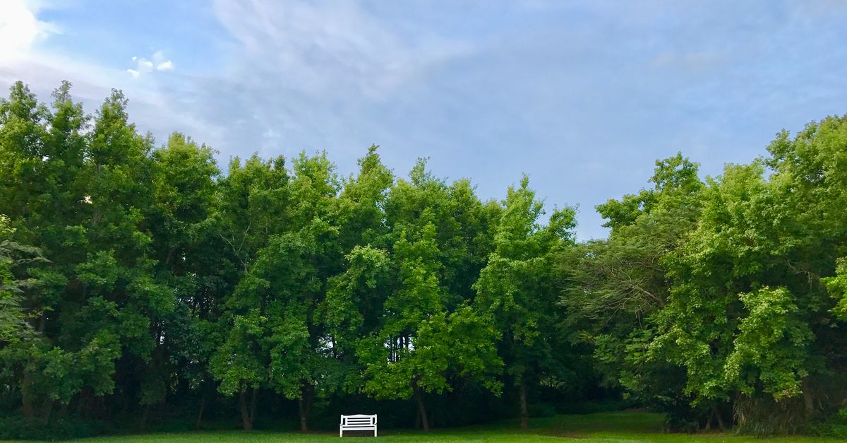 White Bench under Tree Line in Meadow · Free Stock Photo
