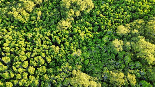 Drone Shot of a Dense Forest