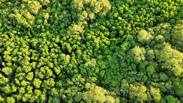 Aerial view of dense green forest canopy in Hsinchu, Taiwan, showcasing rich foliage.