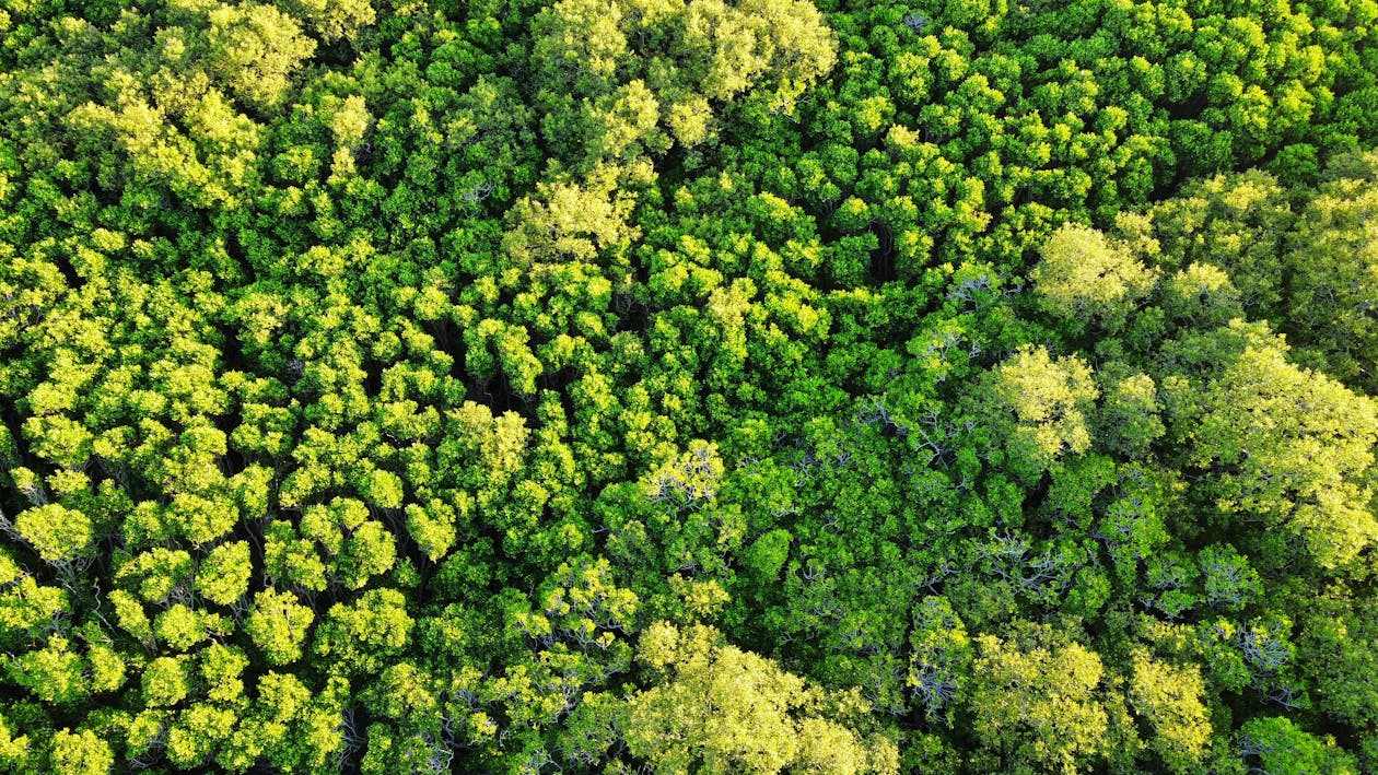 Kostenloses Stock Foto zu bäume, dichter wald, drohne erschossen