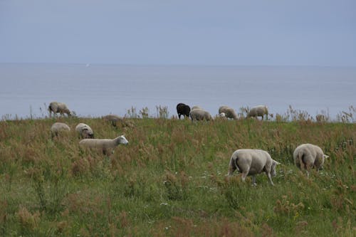 Základová fotografie zdarma na téma ovce, pastvina, plachetnice