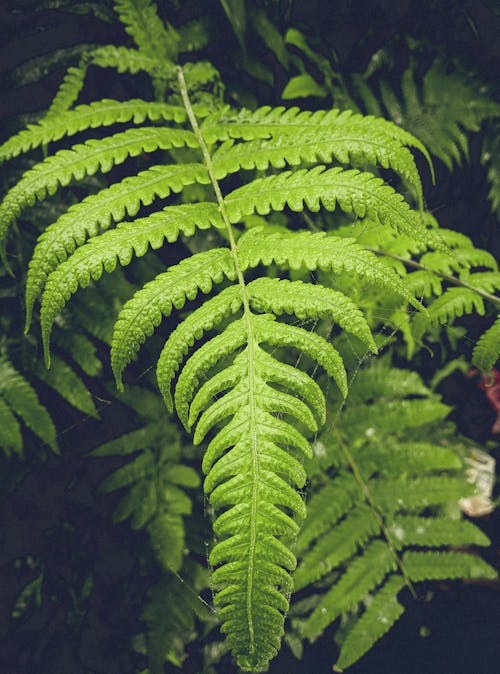 Green Fern Leaves in Close-Up Photography