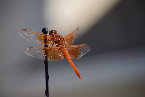 Free stock photo of blurred background, closeup, dragonfly