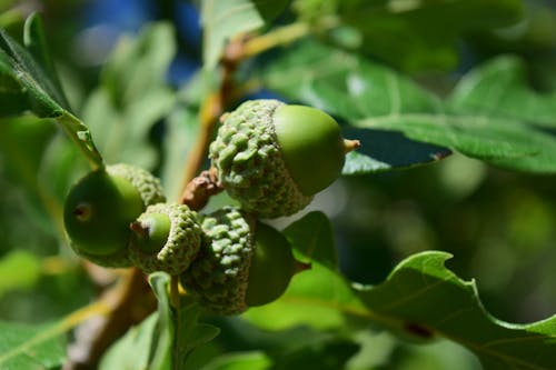 Free stock photo of close up, green, green acorns