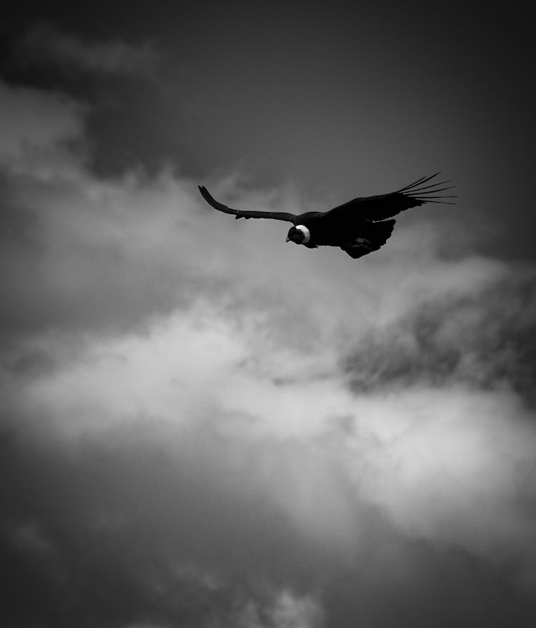 Grayscale Photograph Of An Andean Conor Flying