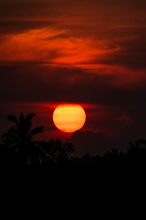 Silhouette of Trees during Sunset