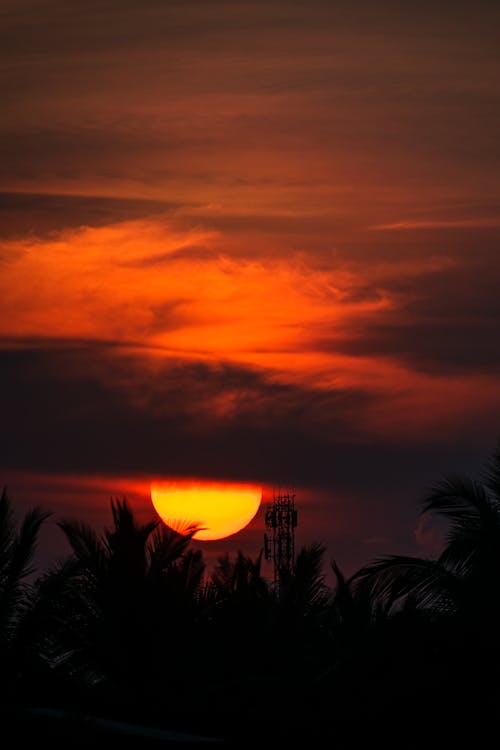 Silhouette of Palm Tree during Sunset