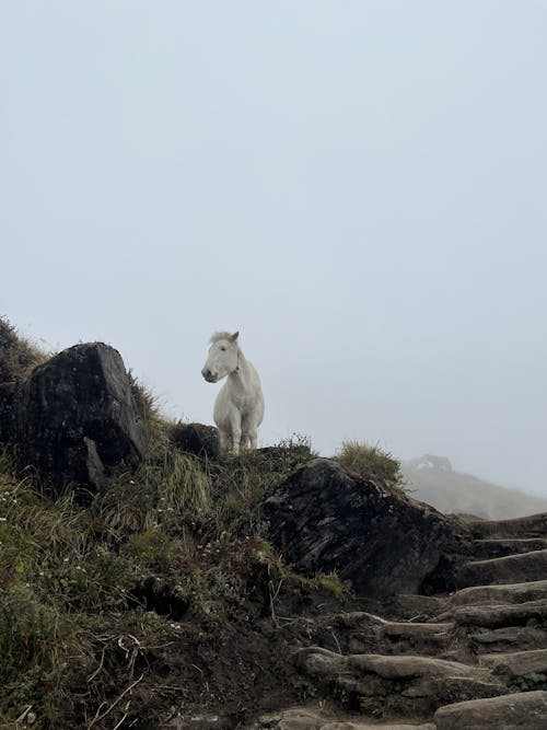 Low Angle Shot of a White Horse 