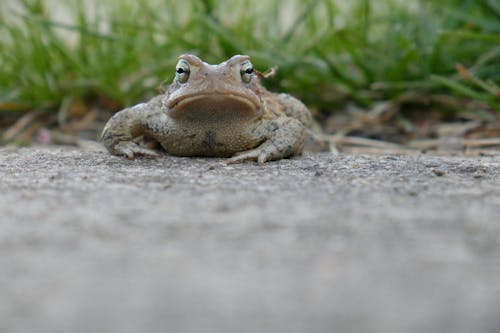 Free stock photo of frog, toad