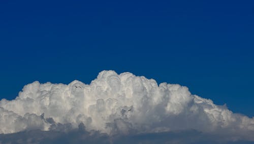 Foto profissional grátis de céu azul, fofo, gaivotas