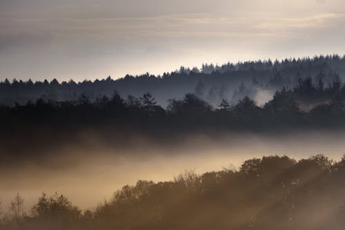 Gratis stockfoto met boszicht, dicht bos, dichte mist