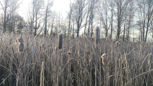 Free stock photo of wetland, winter