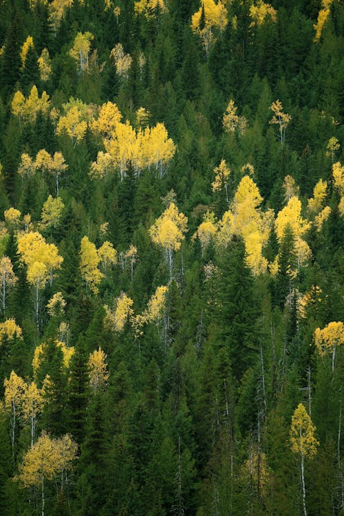 Photo of Trees with Yellow and Green Leaves