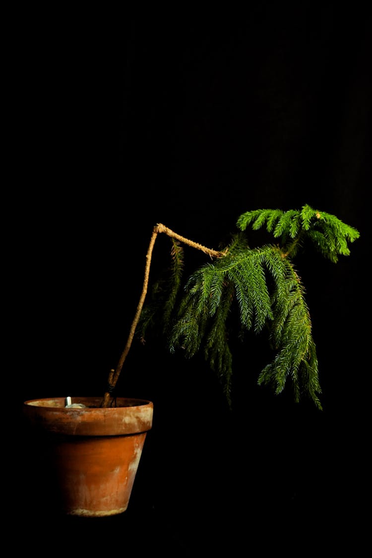 Broken Plant On Clay Pot