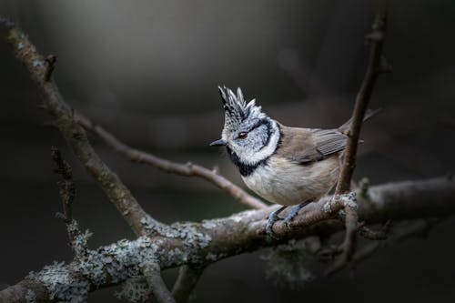 Crested Tit Perched on a Branch