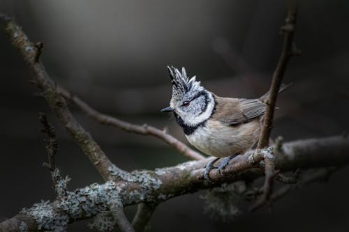 Gratis lagerfoto af crested tit, dyr, dyrefotografering