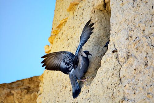 Free Close-up of a rock dove entering a cliffside nest, spreading wings. Stock Photo