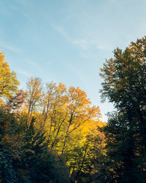 Gratis stockfoto met blauwe lucht, bomen, Bos