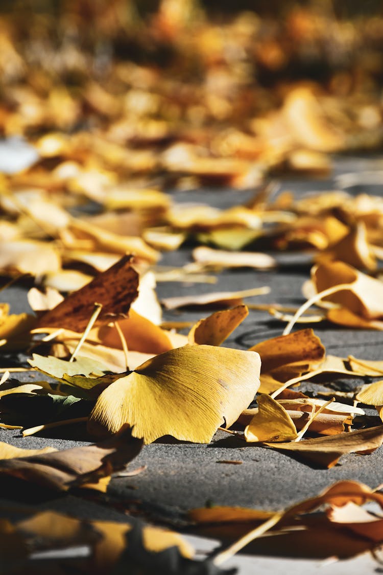 Brown Dried Leaves On The Ground