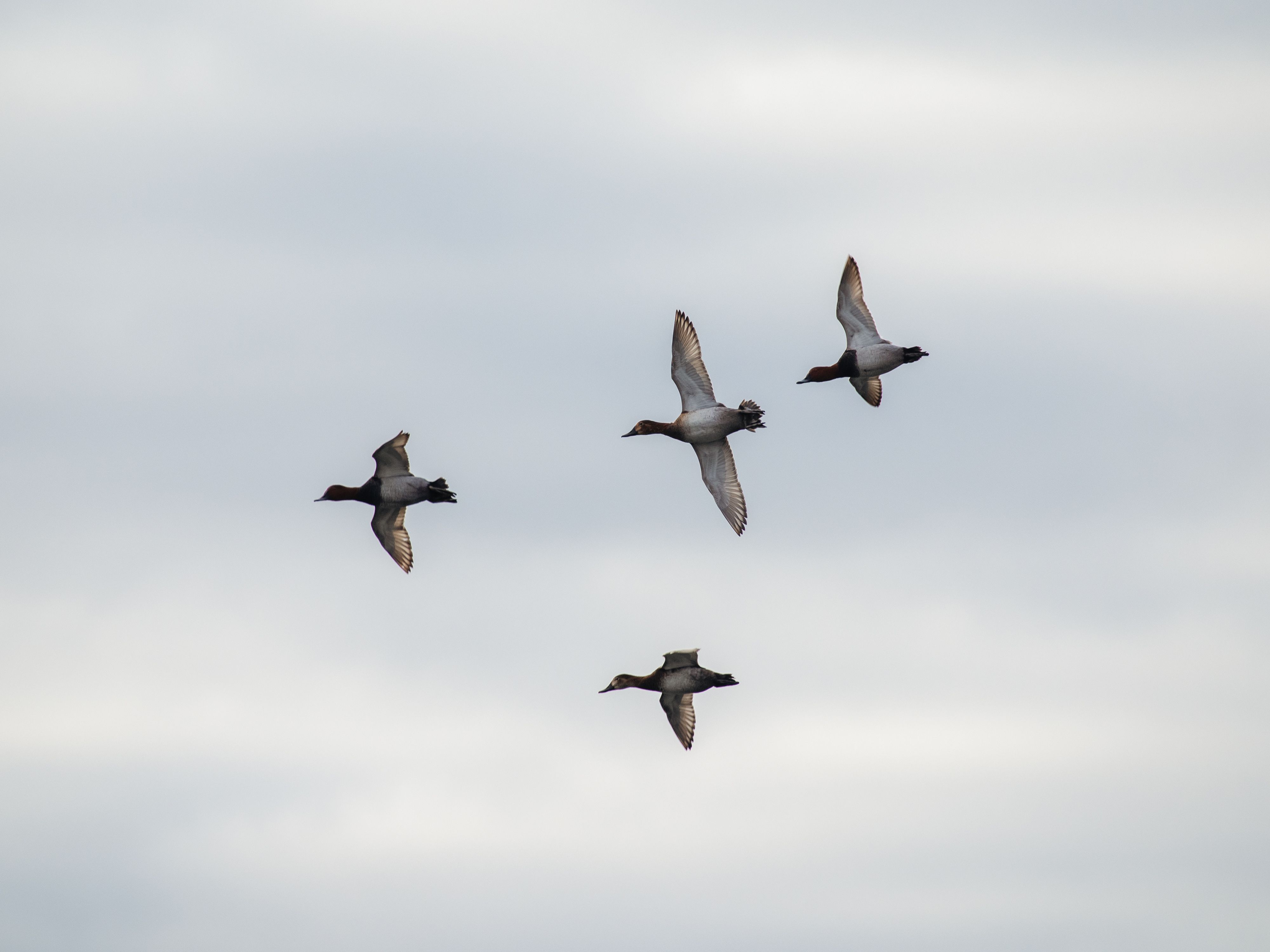 A group of wild ducks flying in formation against a cloudy sky, showcasing natural wildlife behavior.