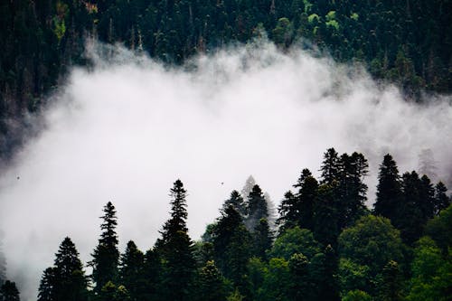 Clouds between Conifer Trees in Mountains 