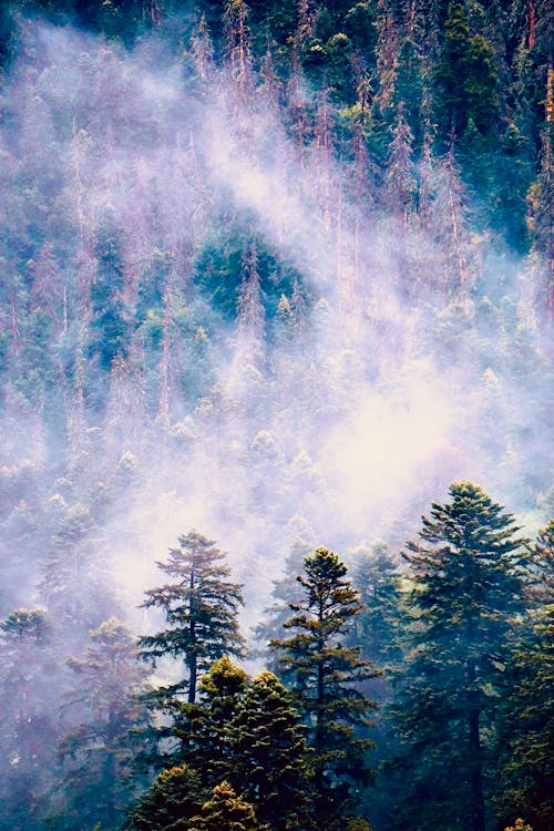 Green Pine Trees Under White Clouds