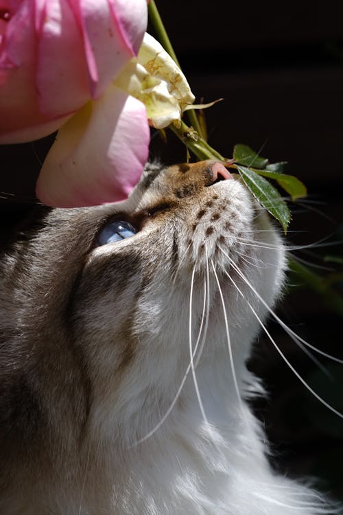 Closeup of a Cat Smelling a Rose · Free Stock Photo