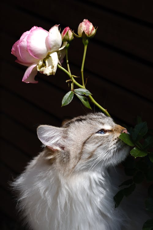 고양이, 냄새가 나는, 동물의 무료 스톡 사진