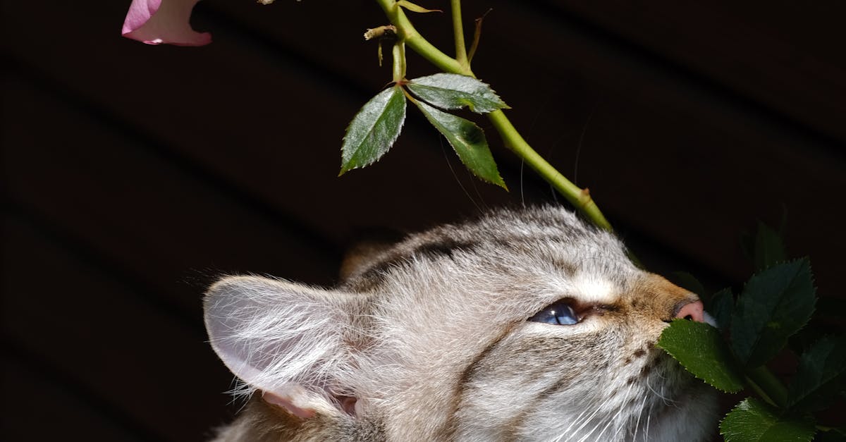 Cat Smelling Rose Leaf · Free Stock Photo