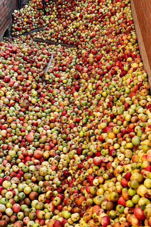 Photograph of a Pile of Apples