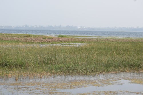 Wet Land Bhopal Upper lake