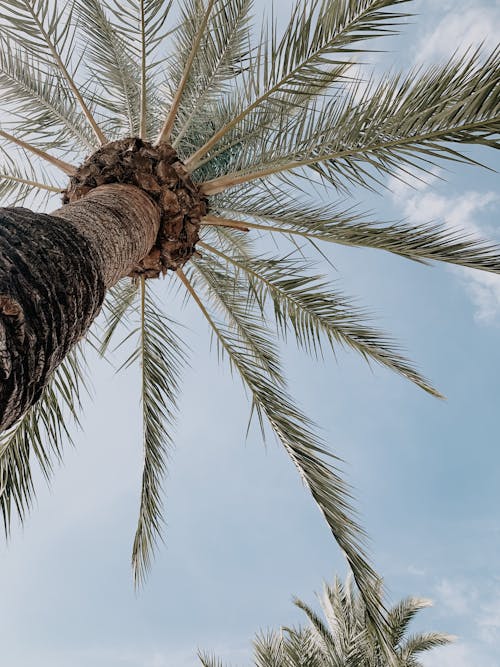 Blue Sky over a Palm Tree