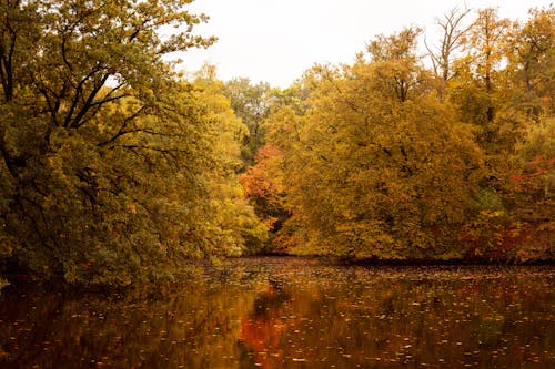 Gratuit Photos gratuites de arbres, automne, bassin Photos