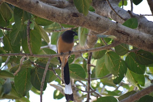 Rufous treepie