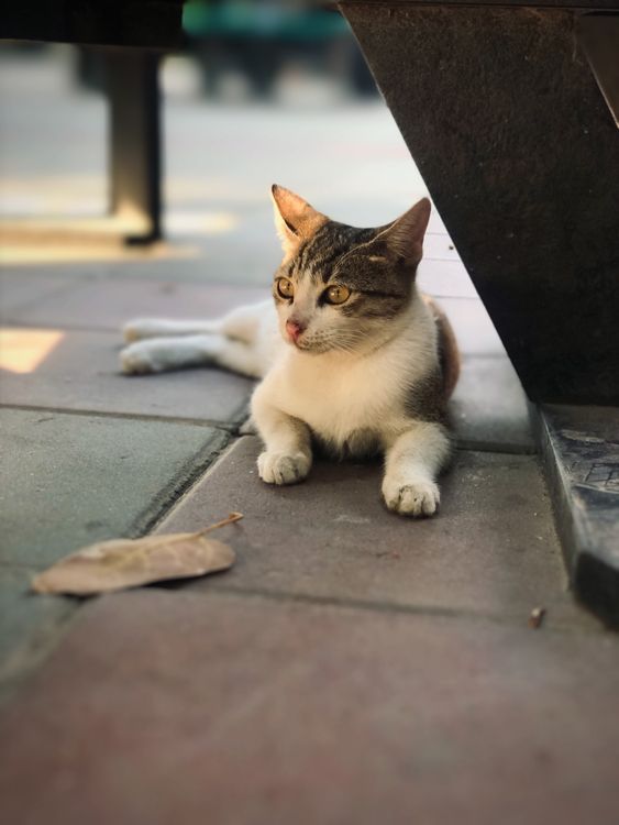 Free Close-up of a tabby cat lounging on a shaded concrete surface. Stock Photo